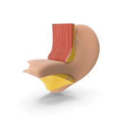 ear-department.png