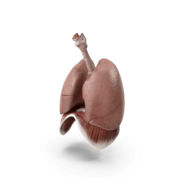 respiratory-department.png